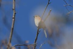 風のいたずら　　DSC_0425