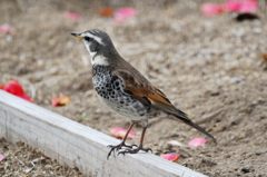 もう少しいるよ・・・　DSC_2161