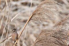 ホオジロ　　　DSC_6495