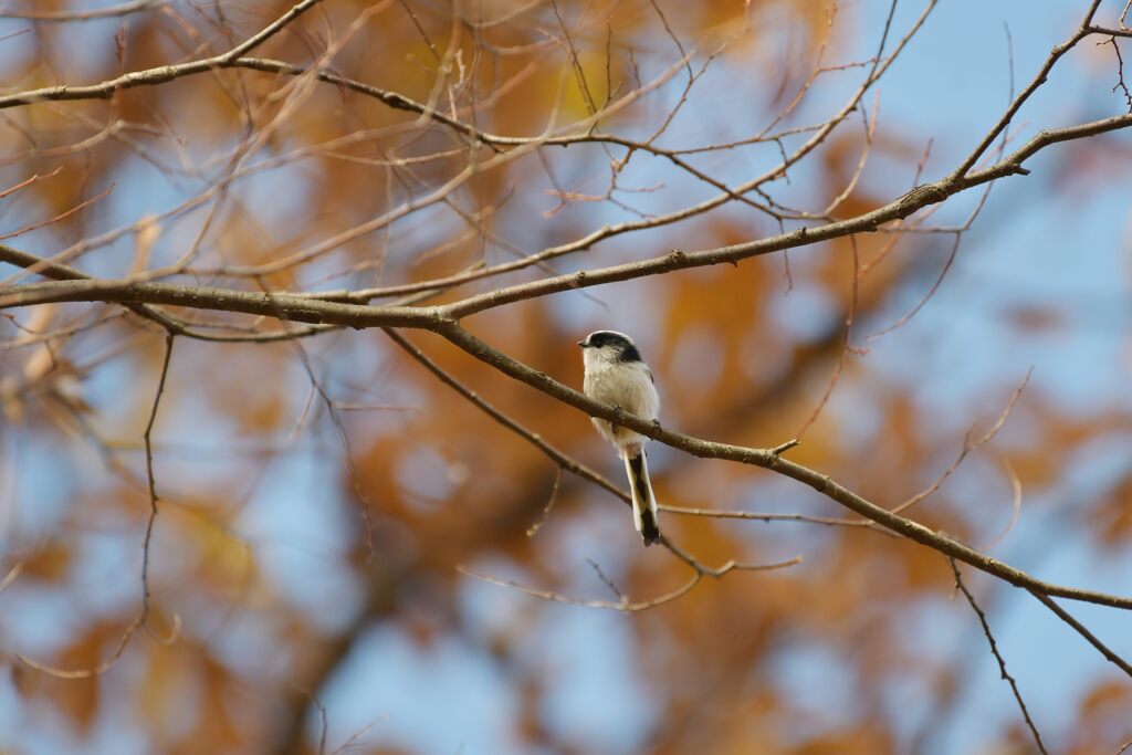 紅葉の中で　DSC_4681