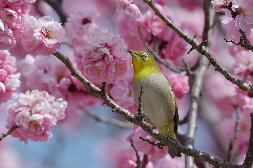 ウメにメジロ　DSC_1579
