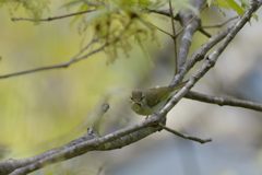 ムシクイだよ　DSC_2164