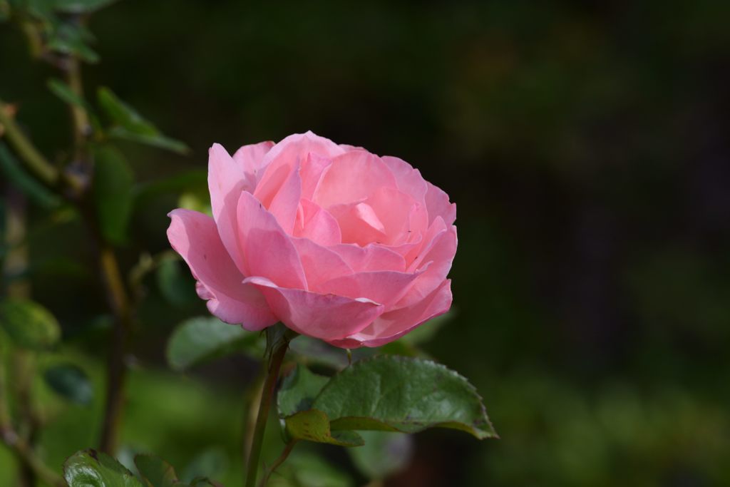 優しさ広がる　DSC_5455