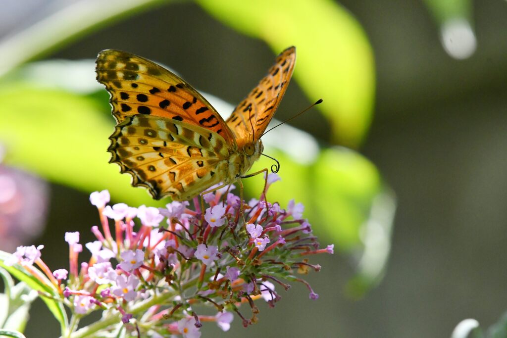 ツマグロヒョウモン　　DSC_0353