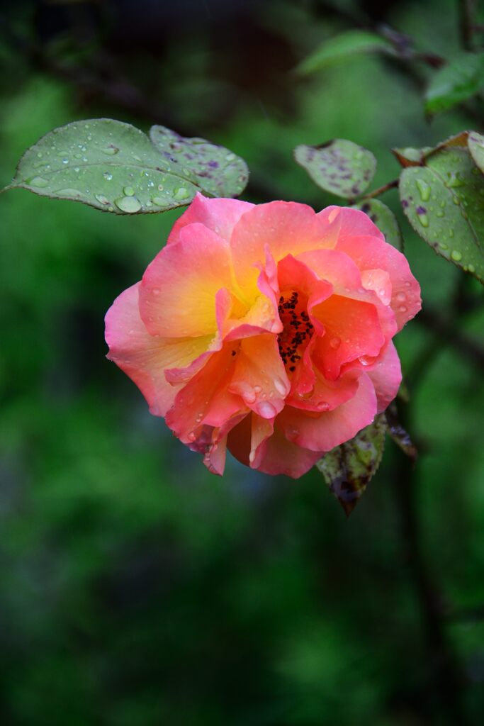 雨のバラ一輪　　DSC_4386
