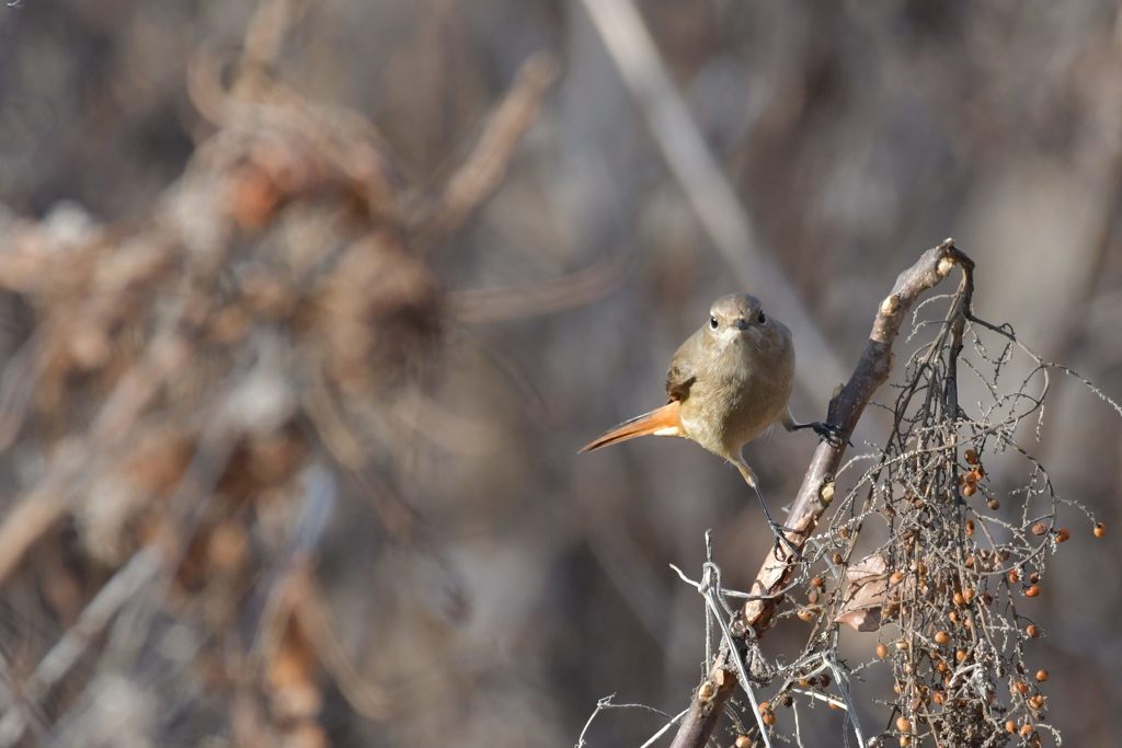 向き合う　DSC_3022