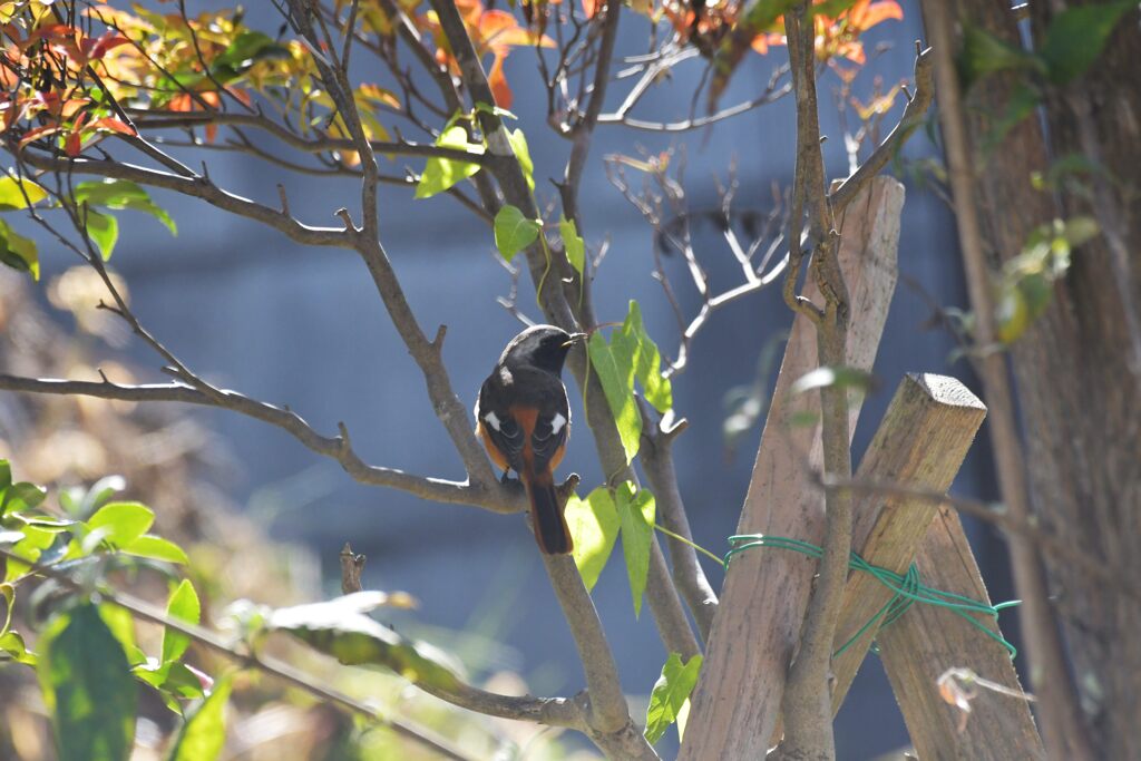 庭にジョウビタキ　　DSC_9311