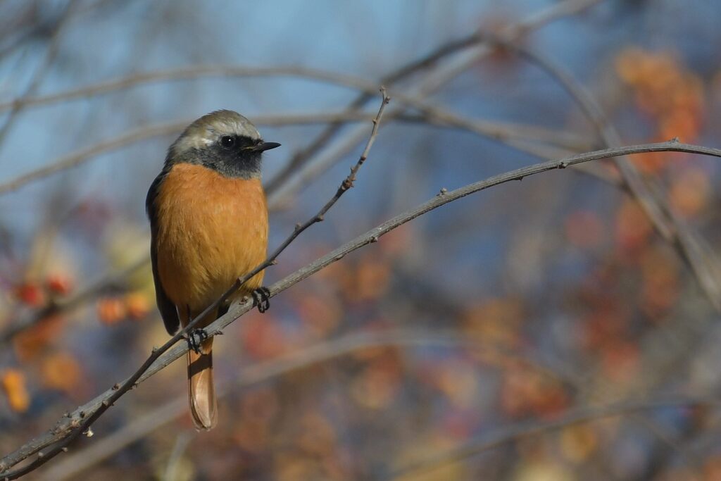 ジョウビタキ　　DSC_4795