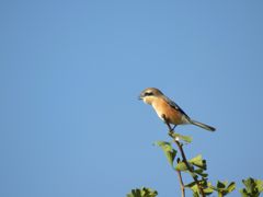 やっと晴れた！　DSCN0427
