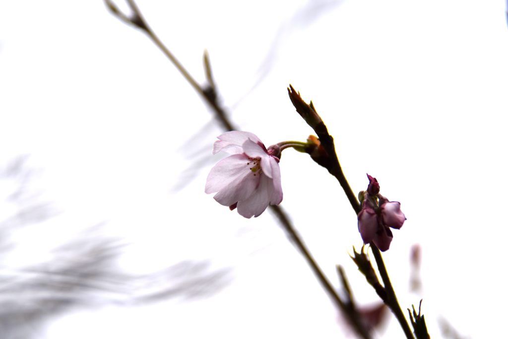 桜一輪、風に吹かれて　DSC_0813