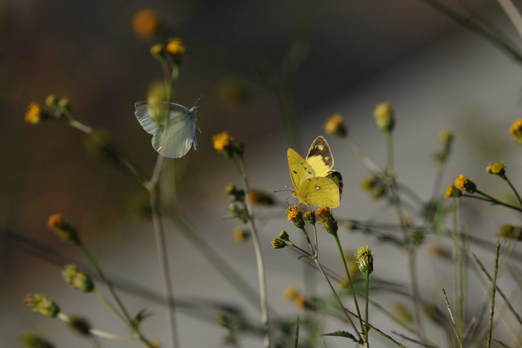 白と黄と　 DSC_9627