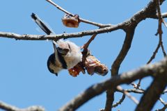 柿にエナガ　DSC_6902