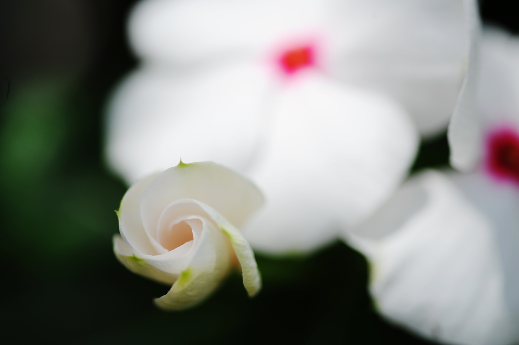 「明日咲くからね」　DSC_7603