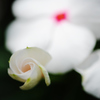 「明日咲くからね」　DSC_7603