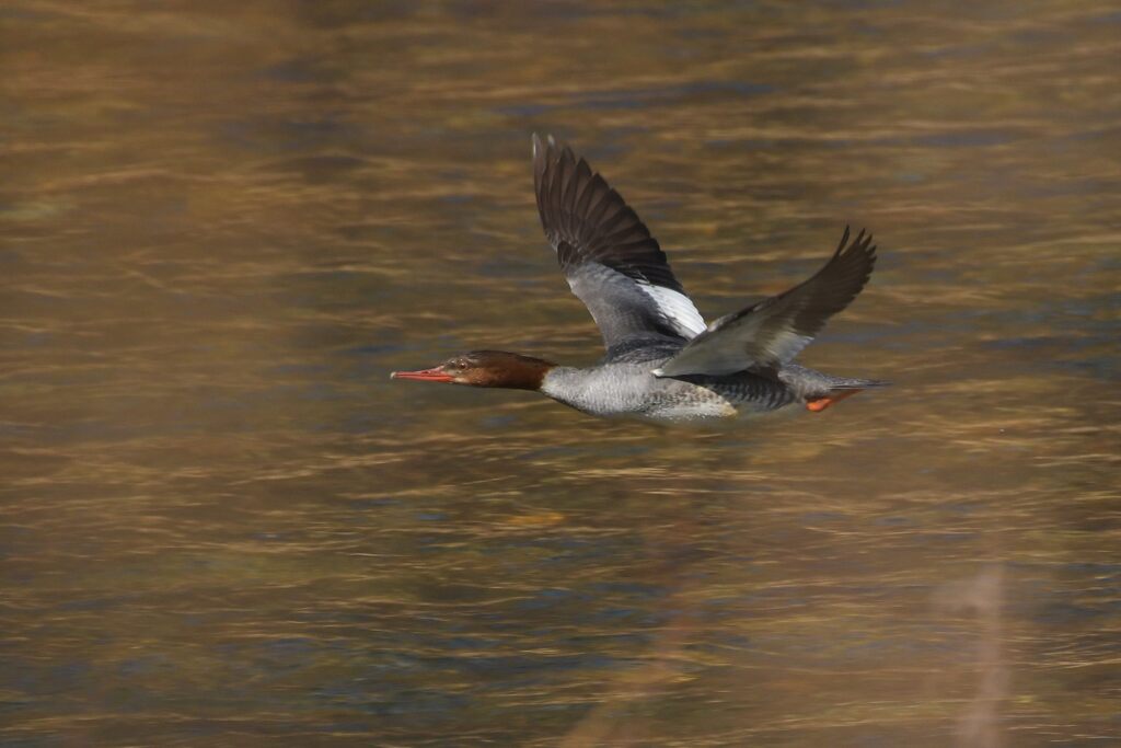 カワアイサ　　DSC_6505