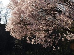 堤防の桜満開　DSCN7420