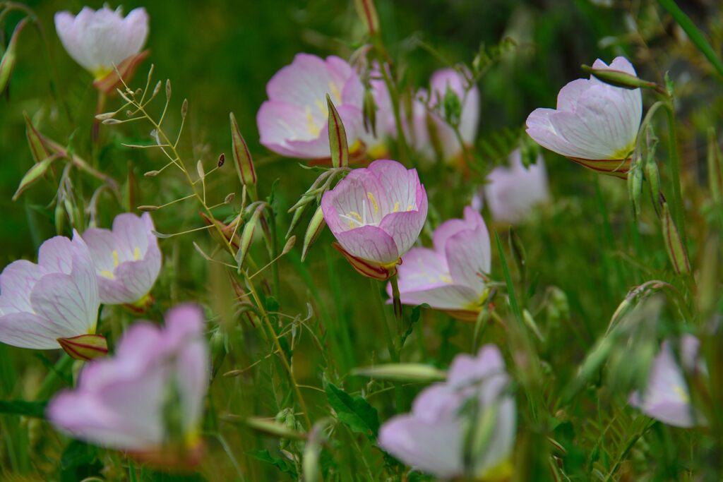 ヒルザキツキミソウ　２　DSC_5479