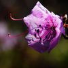 輝く花弁　　DSC_1657