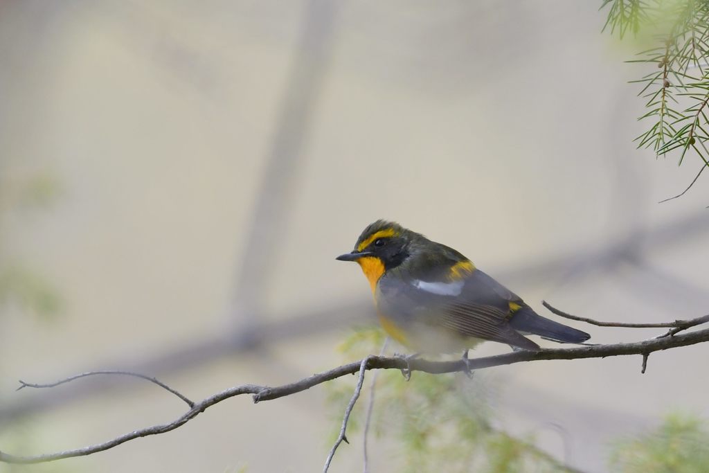 探したよ！　DSC_9811