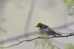 探したよ！　DSC_9811