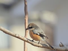 何思う　DSCN1085
