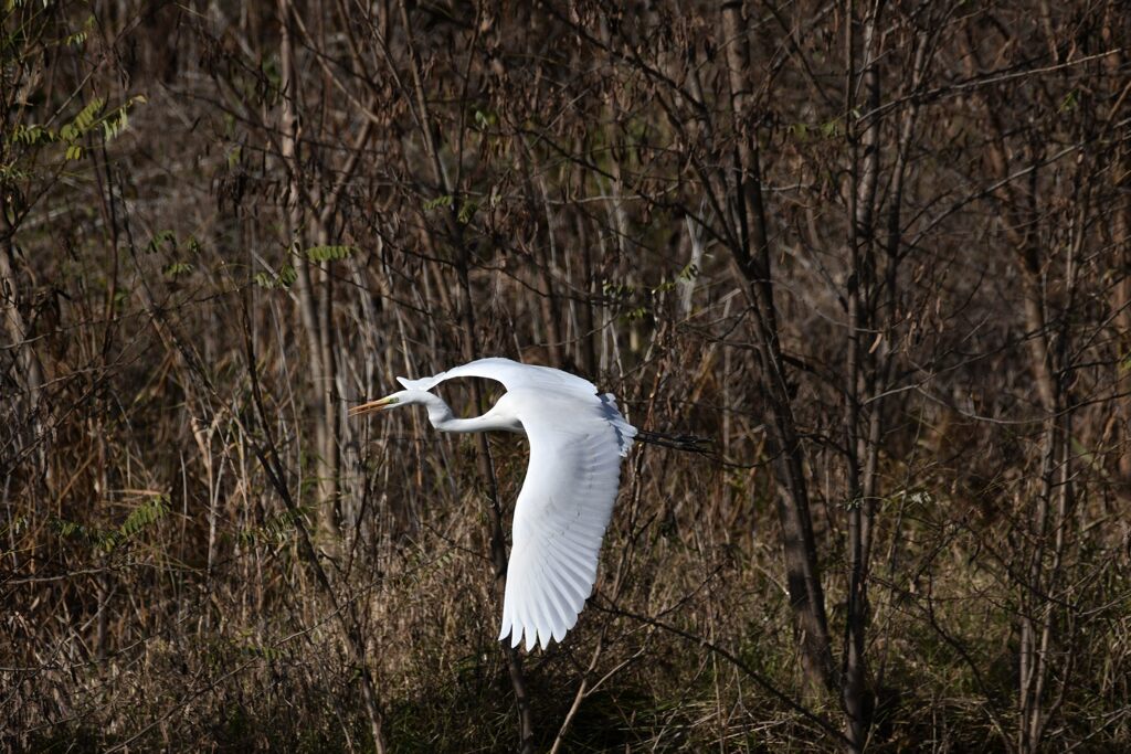 ダイサギ　　DSC_5275