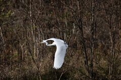 ダイサギ　　DSC_5275