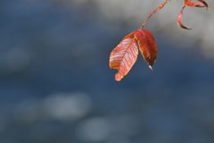 秋の陽ざし　DSC_1573
