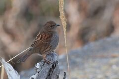 ひょっとして、カヤクグリ？　　DSC_3828
