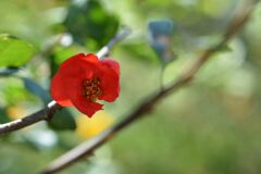 ボケたボケの花　　DSC_3049