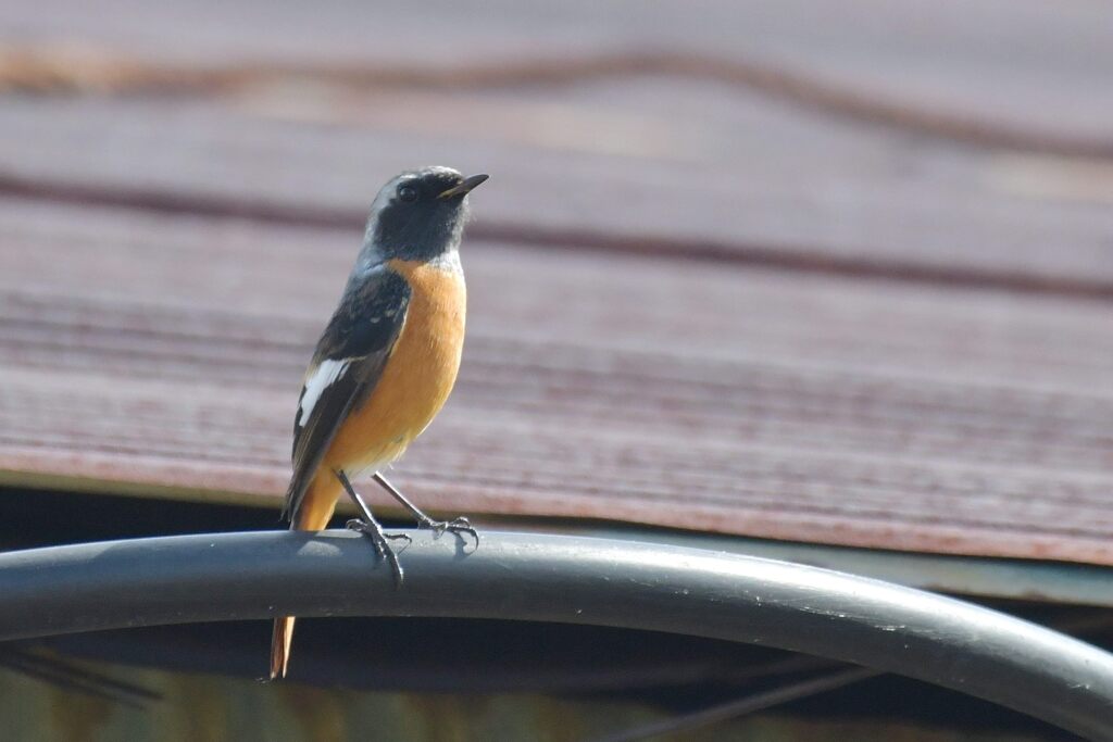 上が気になる　　DSC_3748