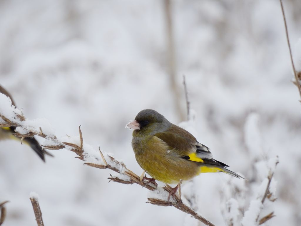 雪のお味は？　DSCN2391