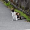 ノラ　　DSC_4059