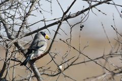 イカル　DSC_5971