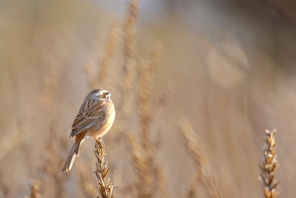荒地賛歌　　 DSC_7031
