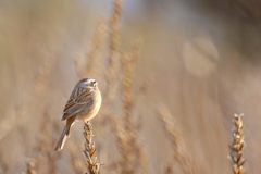 荒地賛歌　　 DSC_7031