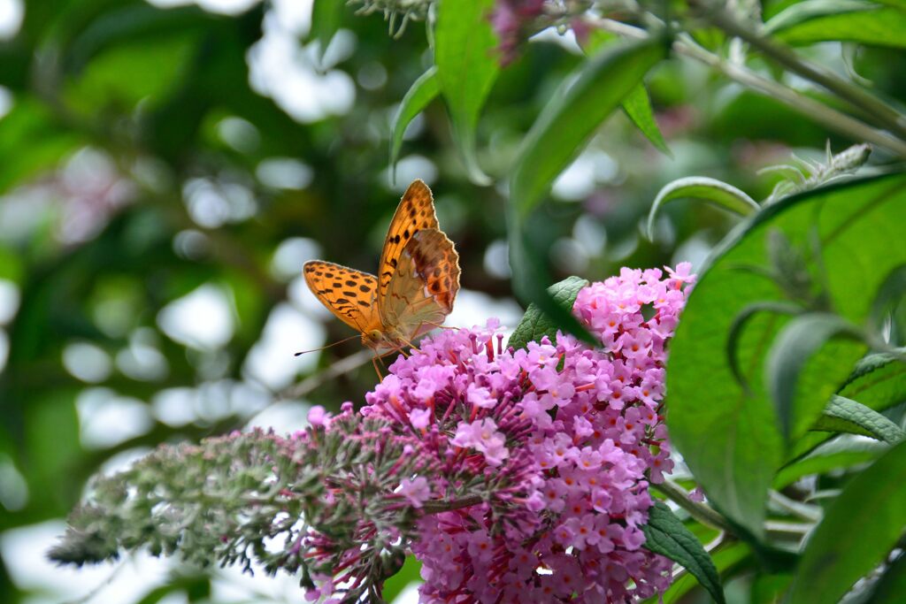 ブッドレアにウラギンスジヒョウモン　　DSC_4723