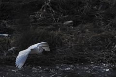 音もなく着水か・・・　　 DSC_9046