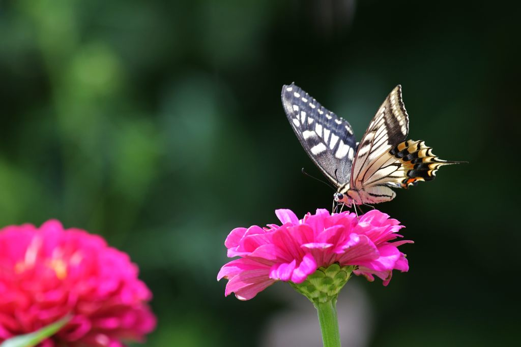 キアゲハ　DSC_7929