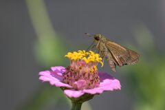 セセリチョウ　　DSC_0001