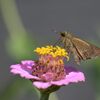 セセリチョウ　　DSC_0001