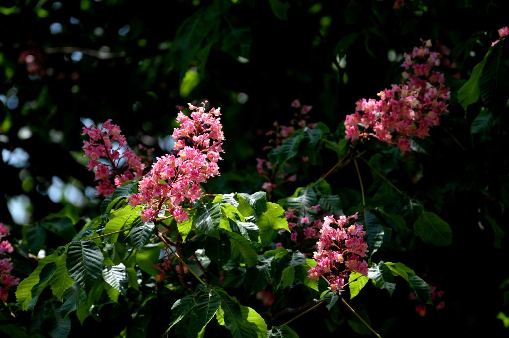 ピンク色の花咲く木　DSC_3688