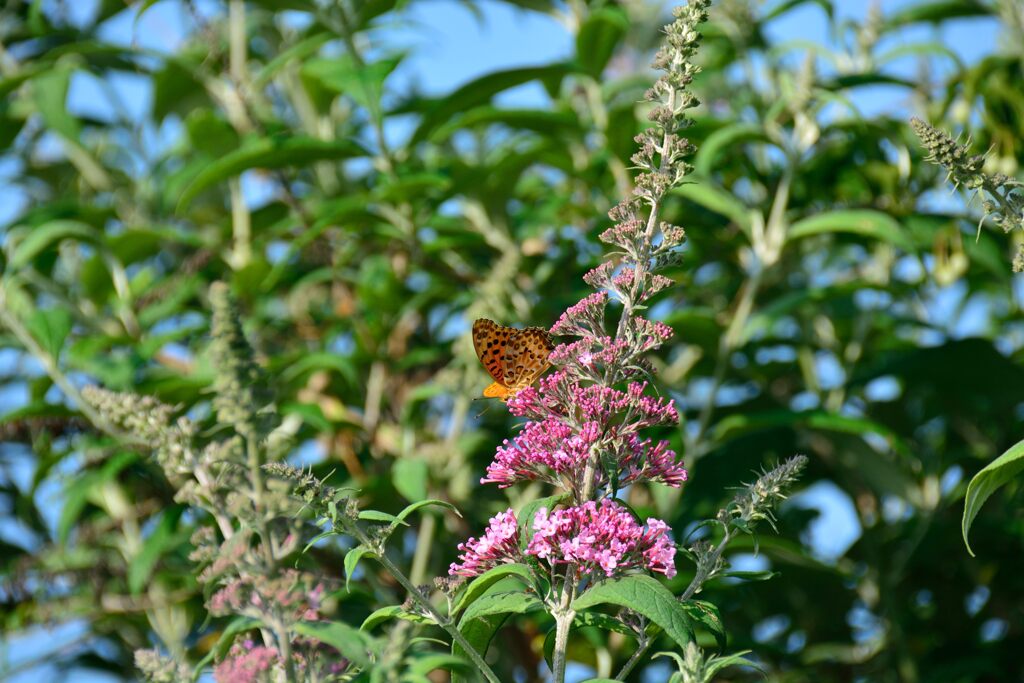 さっそくお客様が　　DSC_7649