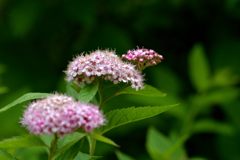この花は？　１　DSC_0382