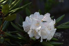 白い花　DSC_1901