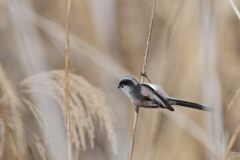 エナガ　　DSC_6594