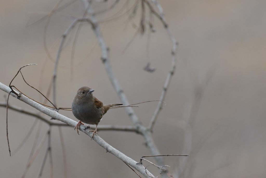 こんにちは　DSC_4877