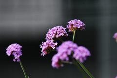 三尺バーベナ　DSC_5589