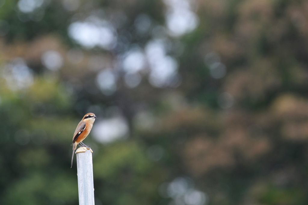 秋の光の中で　 DSC_8951