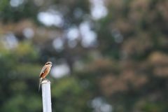 秋の光の中で　 DSC_8951
